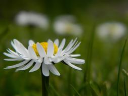 Daisy Flower Nature