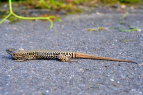 Reptile Nature Animal