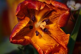 Tulip Flower Macro Close up