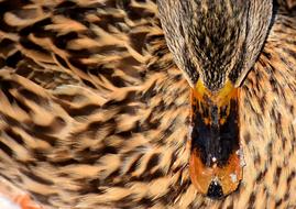 Duck Mallard Snow