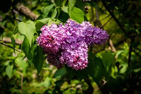 Lilac Deep Purple Flower