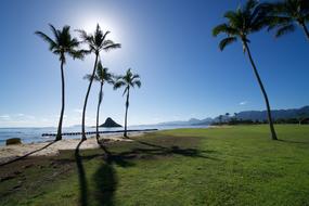 Palm Tree Sea Landscape
