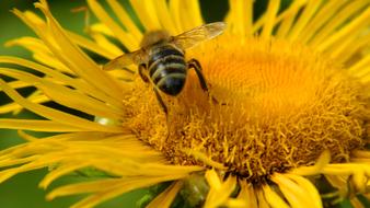 Yellow Flower Plants