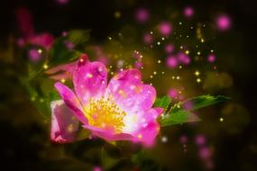 Nature Flower Plant