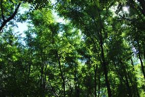 Landscape Trees Mountain