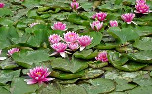 Flower Water Lilies Pink
