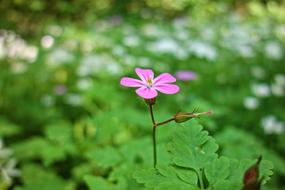 Cranesbill Flower Plant