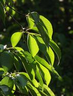 leaves on a bush in the forest