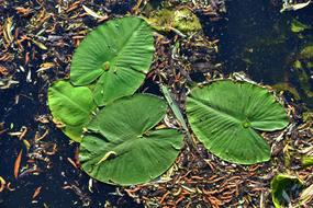 Water Lily Plant Pad