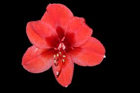 Amaryllis Blossom Bloom