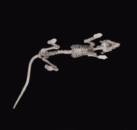 Rat Skelett My Skeleton