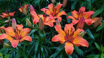 a bouquet of orange lilies in the garden