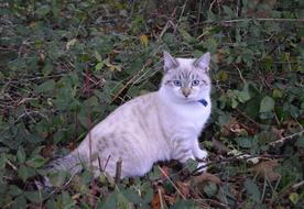 Cat Kitten Pussy
