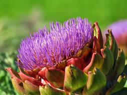 Artichoke Flower Purple