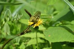 Natural Landscape Plant
