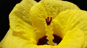 Yellow Petal Pistil Flower