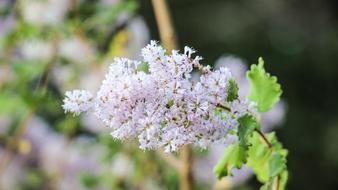 Nature Plant