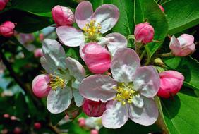 Flower Apple Nature