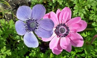 Flower Anemone Plant
