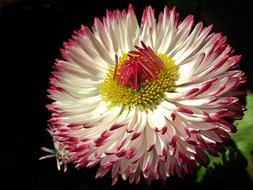 Flower Daisy Nature