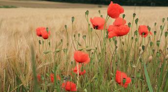 Poppy Field Nature