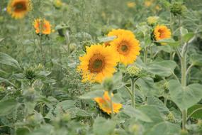 Plant Flower Nature