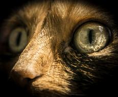 Black red cat