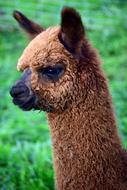 Brown huacaya alpaca