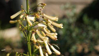 Plant Flower Blossom