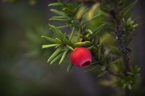 Fruits Branches Nature