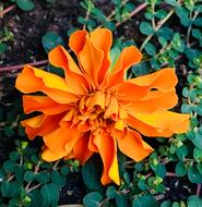 Orange Flower Petals