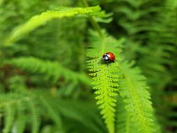 Ladybug Nature Fern
