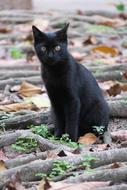 Nature Animal Cute