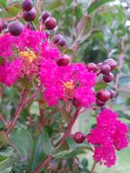 Bloom Flower Blossom