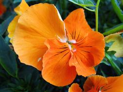 Flower Orange Plant