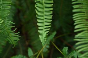 Ferns Wild Tropical Jungle