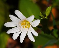 Forest Perennial Blossom Bloom
