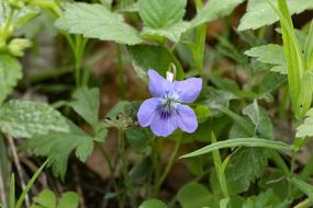 Violet Forest Flowers