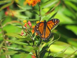 Butterfly Park Tenerife