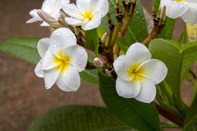 Flower Nature Plant