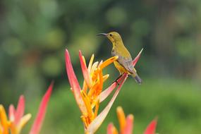 Nature Flower Outdoors