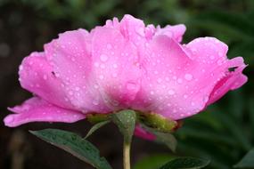 pink peonies in dewdrops