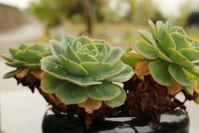 Plant Nature Leaf