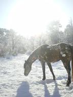 Snow Winter Horse
