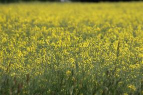 Oilseed Rape Field Of Rapeseeds