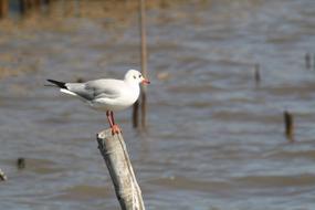 white gull on a pole by the water