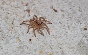 Spider Nature A Spider-Like Insect