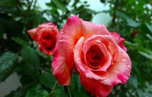 red rose in raindrops landscape