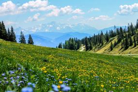 Yellow Field Flowers Meadow