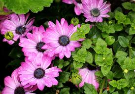 Osteospermum Purple Flowers